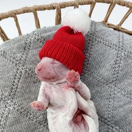 Hoodie - Parti male Goldendoodle puppy in Jamestown, Kentucky from Milk & Honey Doodles