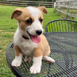 Red Collar - Red female Pembroke Welsh Corgi puppy in Saylorsburg, Pennsylvania from Dunnideer Farm