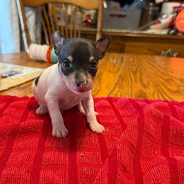Pup B - White black and tan male Toy Fox Terrier puppy in Clermont, Florida from Debbie Hiles's Toy Fox Terriers