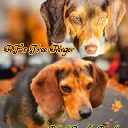 Beagle All Grown Up from Rustic Farm Sporting Beagles