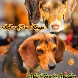 Beagle All Grown Up from Rustic Farm Sporting Beagles