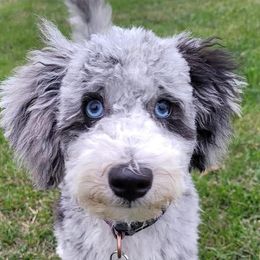 Daisy - Bernedoodle
