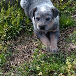 Boy 3 - Blue speckled male Australian Cattle Dog puppy in Choctaw, Oklahoma from Karen Elliott