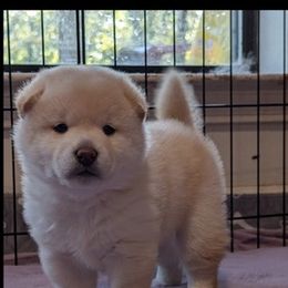Shiba Inu puppies from K-Bar Shibas
