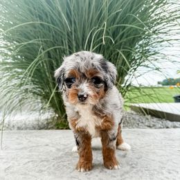 LIBERTY - Blue merle female Aussiedoodle puppy in Sharpsburg, Georgia from Steindoodles