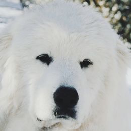 Enzo - Great Pyrenees