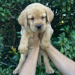Yellow Female - Yellow female Labrador Retriever puppy in Morriston, Florida from Penny Lane Labradors