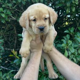 Yellow Female - Yellow female Labrador Retriever puppy in Morriston, Florida from Penny Lane Labradors