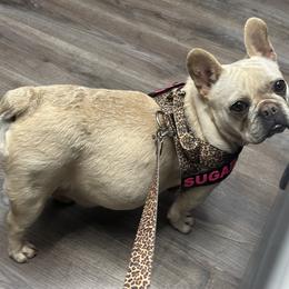 Bulldog and French Bulldog All Grown Up from Southern Standard Bulldogs