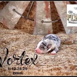 Vortex - Blue merle male Miniature Australian Shepherd puppy in Madisonville, Texas from Flying LL Aussies