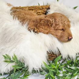 Australian Mountain Doodle, Bernedoodle, and Goldendoodle Puppies from Wynterwood Doodles
