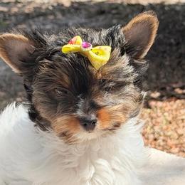 Willow  -  AKC  3750 - Black tan and white female Biewer Terrier puppy in Douglas, Georgia from Heartland small breeds