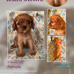 Kaho'olawe - Ruby female Cavalier King Charles Spaniel puppy in Kapaa, Hawaii from Hanai Cavaliers