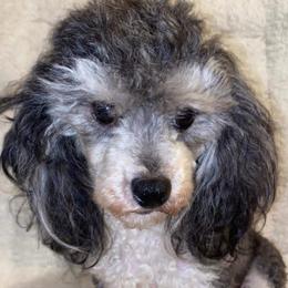 Cindy - Poodle