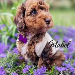 Nola - Merle female Whoodle puppy in Knoxville, Tennessee from Fleury Farm Doodles TN