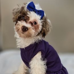 Clover - Merle female Bernedoodle puppy in Decatur, Tennessee from Diamond's Doodles