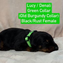 Green Collar was Burgundy Collar - Black and rust female Doberman Pinscher puppy in Lake City, Florida from Paintedcrazy Doberman Pinchers