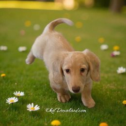 Evan - Cream male Dachshund puppy in Oklahoma City, Oklahoma from OkieDoxieland Dachshunds