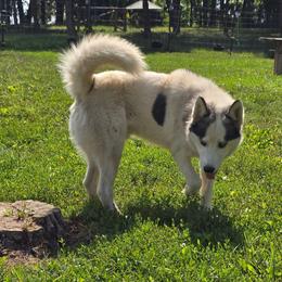 Phantom - Siberian Husky