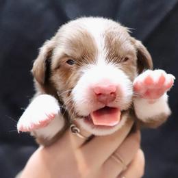 Hank - Brown and white male Aussiedoodle puppy in Seguin, Texas from Navarro Royal Pups