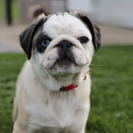 Tuna - Pug