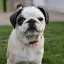 Tuna - Pug