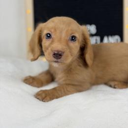 Dom - Cream male Dachshund puppy in Dickinson, Texas from Beth’s Doxieland