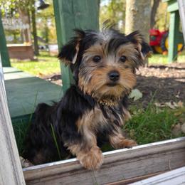 Lola - Blue and gold female Yorkshire Terrier puppy in Monticello, Iowa from Ashley’s Puppies