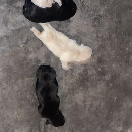 Golden Retriever and Scottish Terrier Puppies from Scottish Terriers and Goldens in Georgia