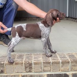 Boy 2 - Liver roan male German Shorthaired Pointer puppy in New Kent, Virginia from Stevens Shorthairs