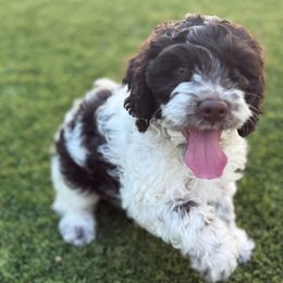Presley - Brown and white female Cockapoo puppy in Arizona from Copper State Cockapoos