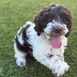 Presley - Brown and white female Cockapoo puppy in Arizona from Copper State Cockapoos
