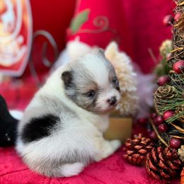 Pomeranian Puppies from Pommies of LA