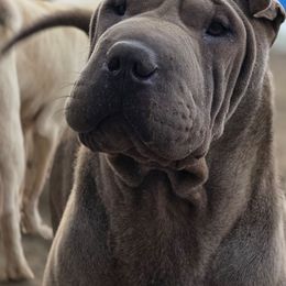 Toad - Blue male Chinese Shar-Pei puppy in Salem, Ohio from WrinkleMonsters