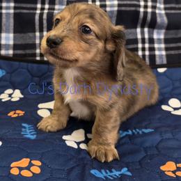 JORDAN 3200 - Cream male Dachshund puppy in Gatesville, Texas from CJ's Dach Dynasty