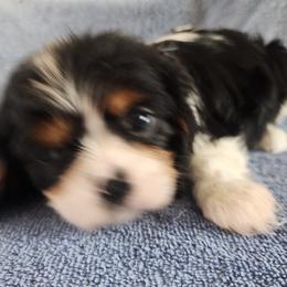 BLACK MALE - Tri-color male Cavalier King Charles Spaniel puppy in Mcgregor, Minnesota from Country Cavaliers