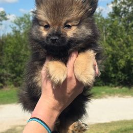 Pomeranian Puppies from Petite Poms