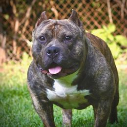 American Bully All Grown Up from Unleashed Bully Squad