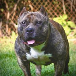 American Bully All Grown Up from Unleashed Bully Squad