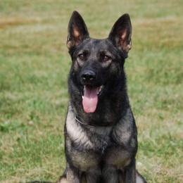 Heny - German Shepherd