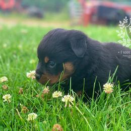 Rottweiler Puppies from Exodus Rottweilers