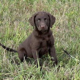 Boy 1 - Brown male Chesapeake Bay Retriever puppy in Jacobson, Minnesota from Ball Bluff Kennel