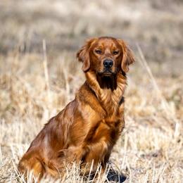 Roy - Golden Retriever