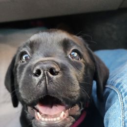 Labrador Retriever Puppies from Steele Caliber Retrievers