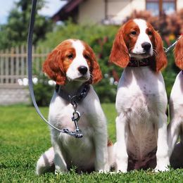 Irish Red and White Setters and Irish Setters from Ruairi's Irish Setters