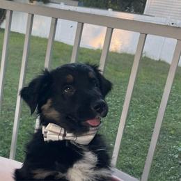 Kix - Black tri-color male Australian Shepherd puppy in Hopewell, Virginia from Sarah's Australian Shepherds