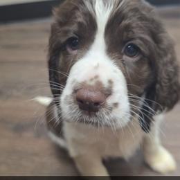 Drake - Liver and white male English Springer Spaniel puppy in Arlington, Texas from Obsidian Rose