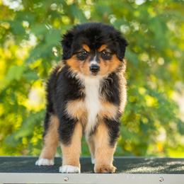 Joey - Black tri female Miniature American Shepherd puppy in Tonopah, Arizona from King's Miniature American Shepherds