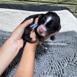Blueberry - Tri-color male Bernedoodle puppy in Carmichaels, Pennsylvania from JensenBelle Doodles