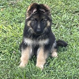 German Shepherd Puppies from Southern Lakes German Shepherds